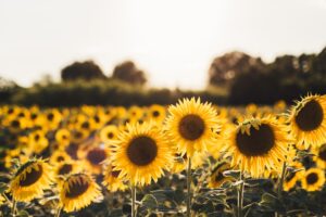 Campo de girasoles amarillos